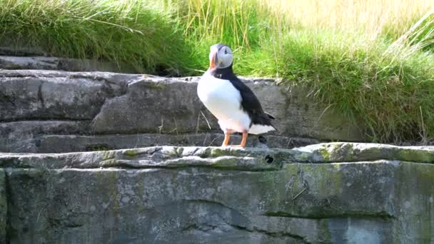 大西洋海雀在岩石上行走 — 图库视频影像