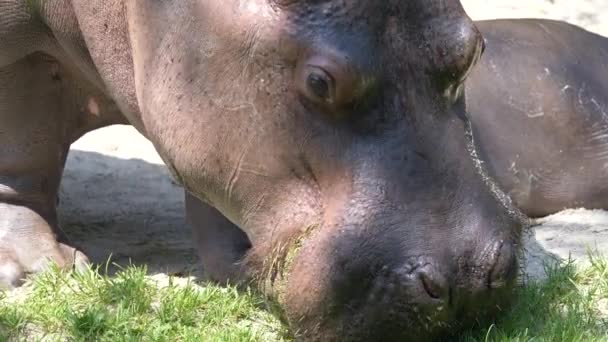 Matka Hipopotam Świeżą Trawę Podczas Gdy Hipopotam Leży Ziemi — Wideo stockowe