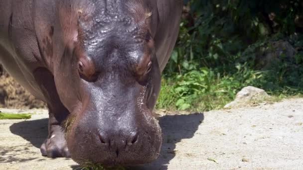Nijlpaard Eten Van Verse Gras — Stockvideo