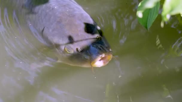 Nahaufnahme Von Karpfenfischen — Stockvideo