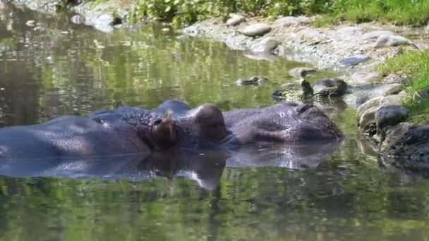 Гіпопотама Воді — стокове відео