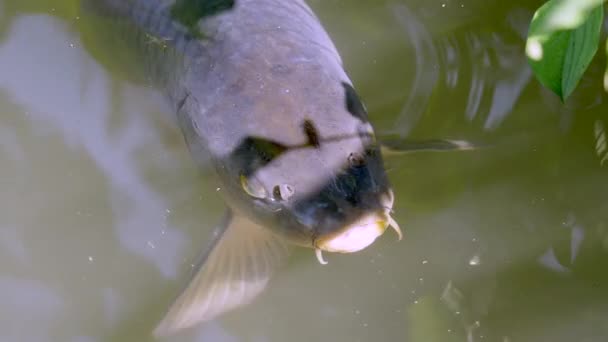 Close Common Carp Fish — Stock video