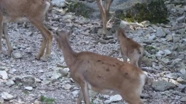 Dağlarda yürüyen bir muflon sürüsü