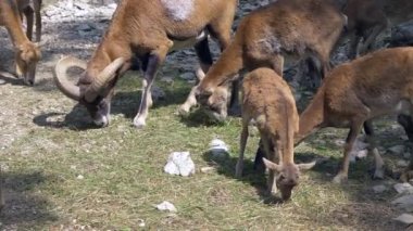 Çimen yiyen bir muflon sürüsü