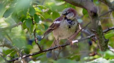 Ağacın dalında serçe kuşu