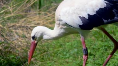  Çimlerde beyaz leylek