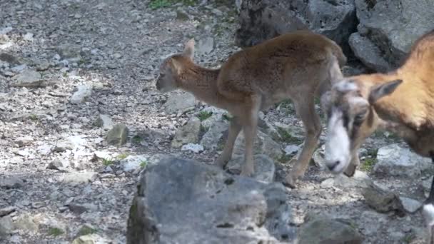 Een Kudde Moeflons Die Door Bergen Wandelen — Stockvideo