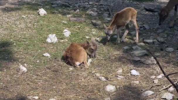 Troupeau Mouflons Mangeant Herbe — Video