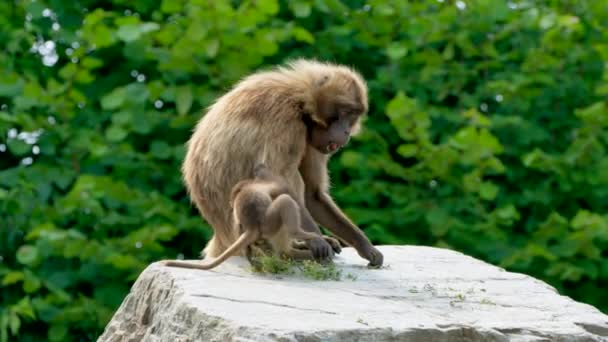 森の中の赤ちゃんと赤ちゃん猿 — ストック動画