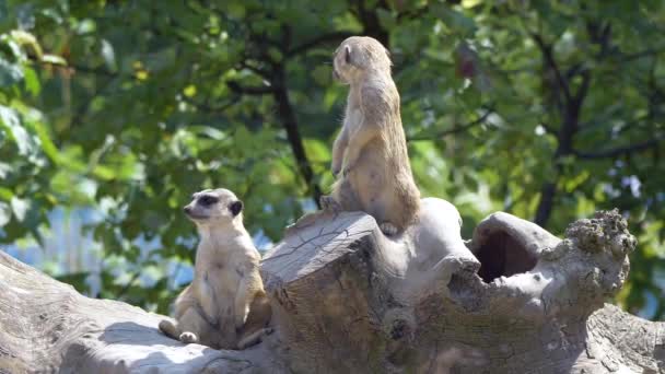 Grupo Lémures Cauda Anelada Suricata Suricatta — Vídeo de Stock
