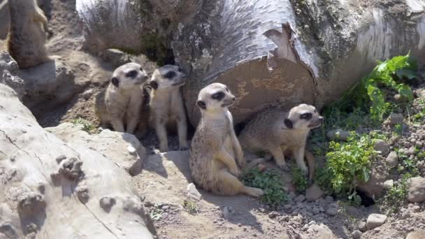 Gruppo Lemuri Dalla Coda Anello Suricata Suricatta Insieme — Video Stock