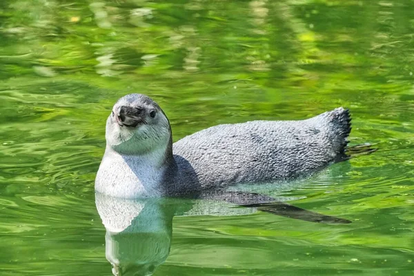 Pingüino Agua — Foto de Stock