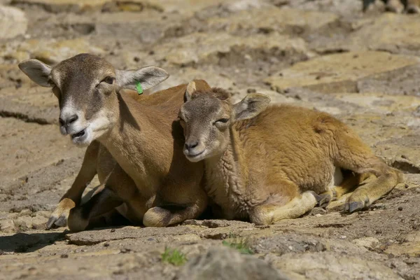 Mor Och Baby Mouflon Ligger Klipporna — Stockfoto