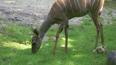 Otlakta otlayan küçük antiloplar.