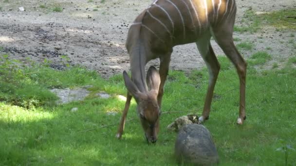 Antílope Kudu Menor Pastando Campo Hierba — Vídeo de stock
