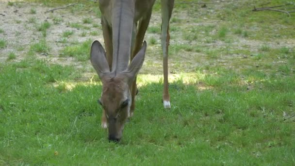 Petit Pâturage Antilopes Kudu Dans Champ Herbe — Video