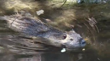 Avrupa kunduzu berrak suda yüzüyor