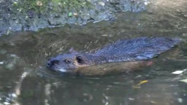 Avrupa kunduzu berrak suda yüzüyor