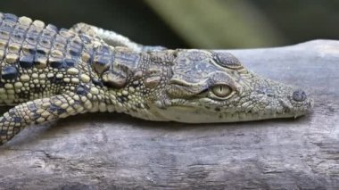Tatlı su timsahı bir dalda yatıyor.