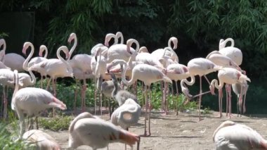 Parkta pembe flamingo sürüsü