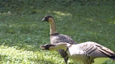 Parkta yürüyen yabani kazlar