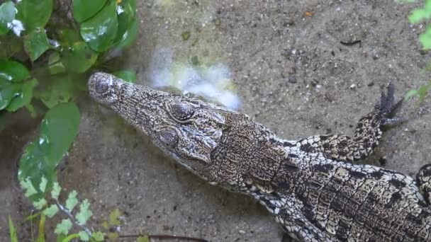 Crocodilo Água Doce Dormindo Água — Vídeo de Stock