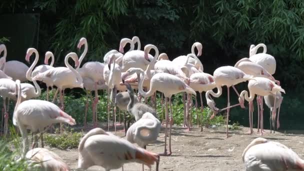 Un troupeau de flamants roses dans le parc