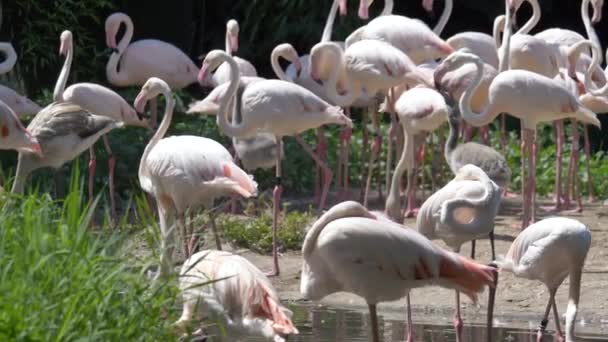 Un troupeau de flamants roses dans le parc