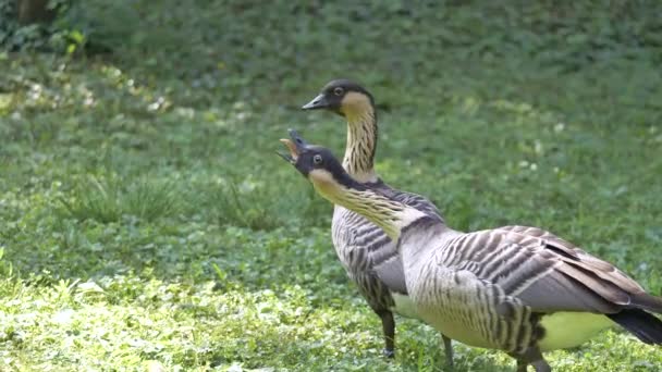 Gansos Selvagens Caminhando Parque — Vídeo de Stock