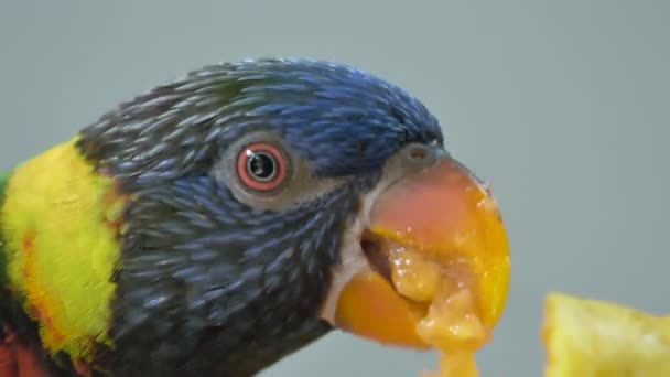 Krásný Papoušek Mango — Stock video