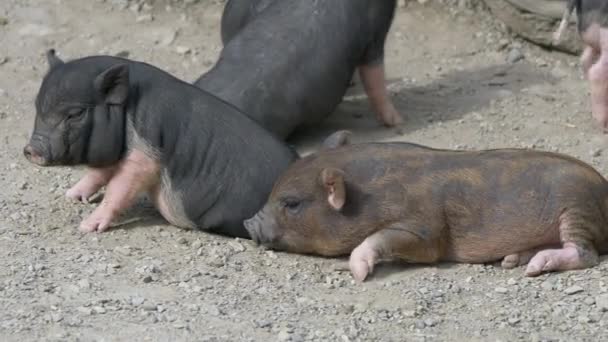 Kleine Biggetjes Boerderij — Stockvideo