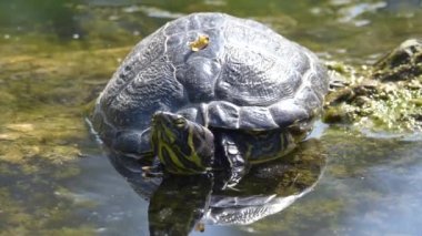 Kaplumbağa gölde güneşleniyor.