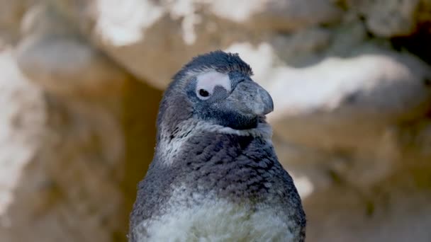 Vista Close Pinguim Habitat Natural — Vídeo de Stock