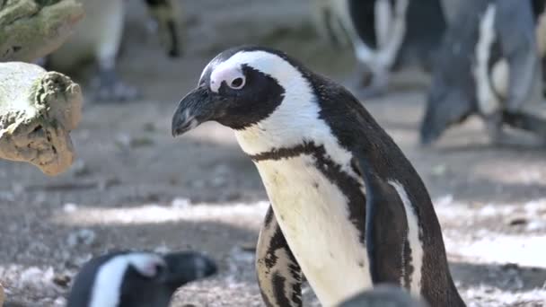 Kelompok Penguin Afrika Berjalan Pantai — Stok Video