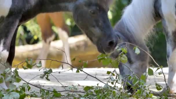 Ponies Eating Foliage Branches — Stock Video