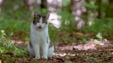 Güzel kedi ormanda oturuyor ve kendini temizliyor.