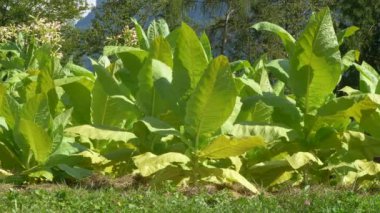 Pembe çiçekli tütün bitkileri 