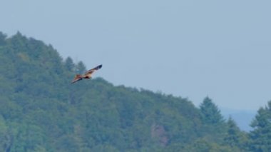 Görkemli altın kartal vahşi doğada uçuyor.