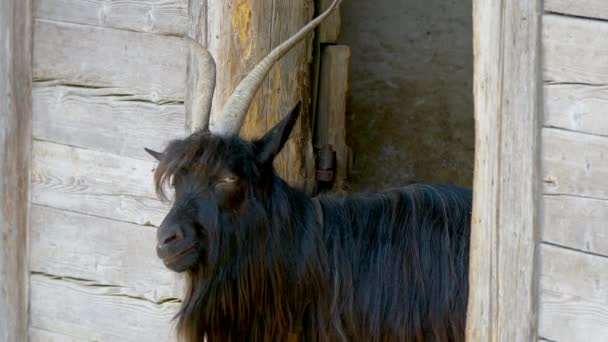 Big Black Male Goat Farm — Stock Video
