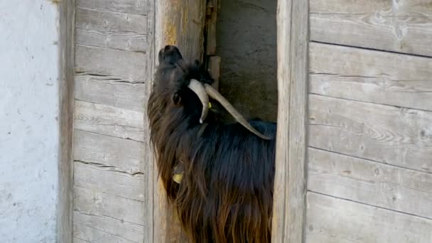 Grosse Chèvre Mâle Noire Dans Une Ferme — Video