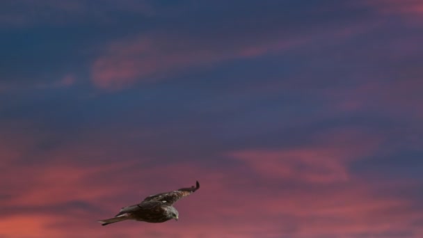 Adler Fliegen Einem Rot Blau Dramatischen Himmel — Stockvideo