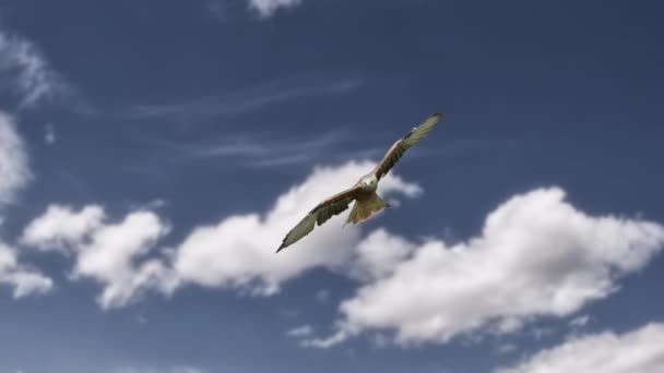 Bulutlu Mavi Gökyüzünde Uçan Kartal — Stok video