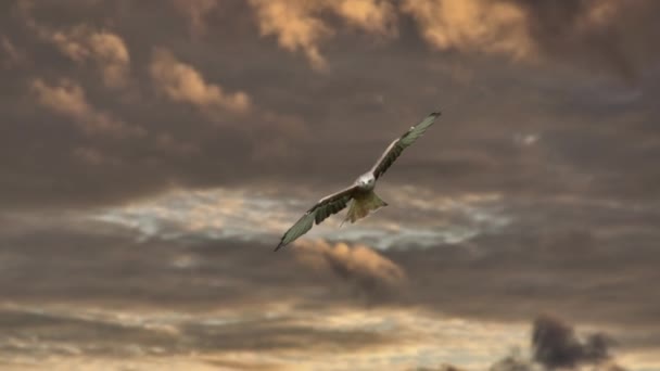 Águila Volando Las Nubes Atardecer — Vídeo de stock