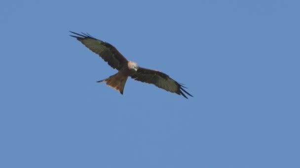 Majestuoso Águila Dorada Volando Cielo Azul — Vídeos de Stock