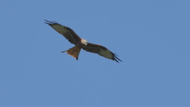 Majestätisk Gyllene Örn Flyger Den Blå Himlen — Stockvideo