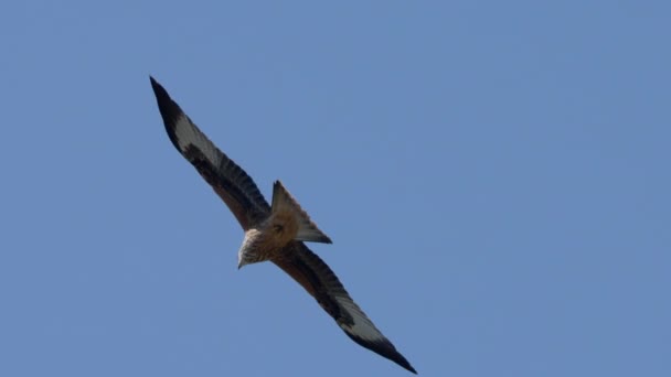 Majestätisk Gyllene Örn Flyger Den Blå Himlen — Stockvideo