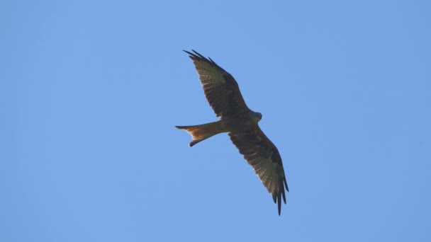 Majestueuze Gouden Adelaar Vliegen Blauwe Lucht — Stockvideo