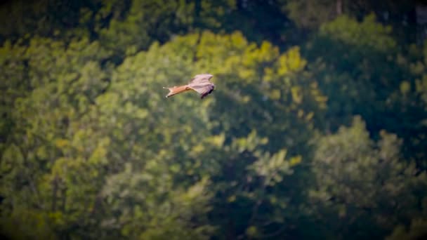 Majestuoso Águila Real Volando Desierto — Vídeo de stock