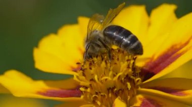 Güzel bir turuncu çiçeğin üzerindeki arıyı yakından görebiliriz.