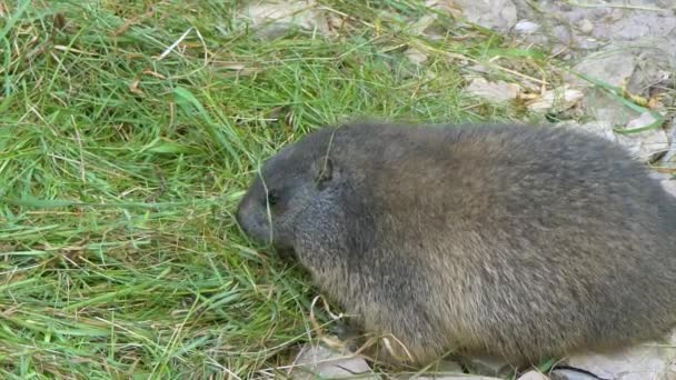 Groundhog Στον Κήπο Τρώει Γρασίδι — Αρχείο Βίντεο